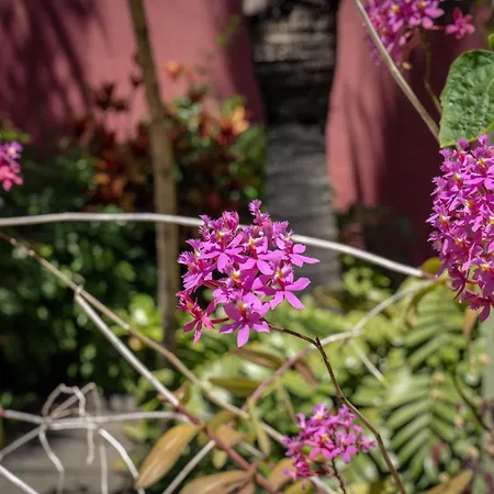 Hotel Hacienda De Abajo-adults Only-lujo Tazacorte