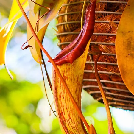 Hotel Hacienda De Abajo-adults Only-lujo Tazacorte