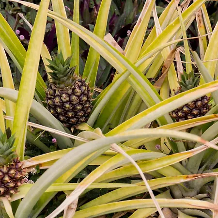 Hotel Hacienda De Abajo-adults Only-lujo Tazacorte